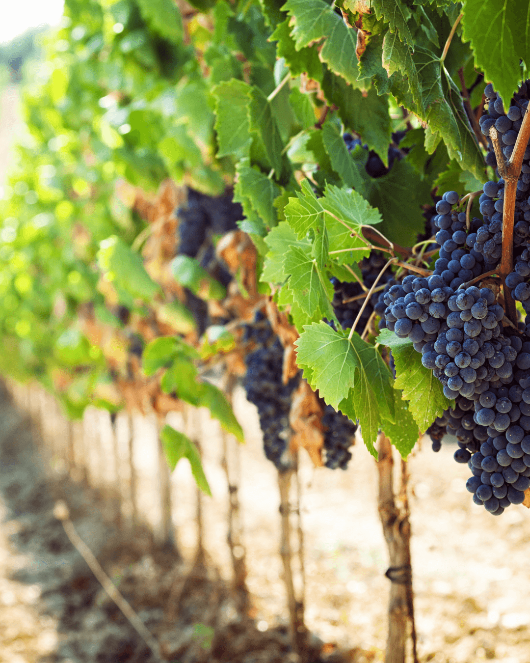 Ventajas del alquiler de autos para visitar las viñas y rutas del vino en Chile