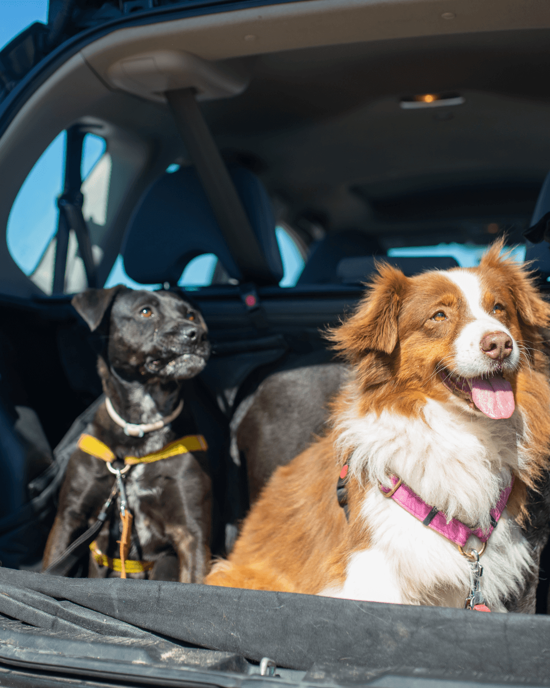 Tips para viajar con mascotas en auto